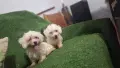 малтийска болонка мини момчета, снимка 2