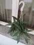 Традесканция Рео, снимка 1