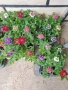 Вербена няколко цвята , снимка 6