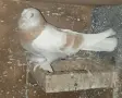 Гълъби   мардини, снимка 1