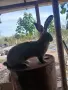 Белгийски великан , снимка 2