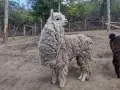 Семейство Алпаки, снимка 9
