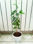 Аглаонема, Бенджамин и други стайни растения , снимка 13