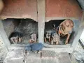 БАЛКАНСКИ ГОНЧЕТА, снимка 6