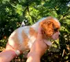 Кавалер Кинг Чарлз Шпаньол чистокръвни, снимка 13