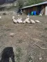 ярки и кокошки легхорн, снимка 2