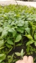Продавам разсад за Пипер, Домати и Краставици , снимка 10