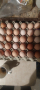 Разплодни яйца от Кохин стандарт , снимка 1 - Кокошки и пуйки - 44788818