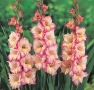 🌸 Луковици Гладиоли (Gladiolus), снимка 5