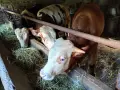  Мъжки угоени телета , снимка 1