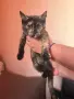 Подарявам котенце , снимка 1