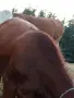 телета за клане различни кг , снимка 7