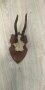 Еленови рога с череп#1, снимка 4