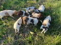 Кученца за трюфели , снимка 6