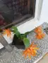 Великденче оранжево , снимка 3