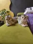 Британски клепоухи чинчили, снимка 6