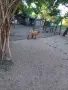 Продавам женско яре, снимка 2