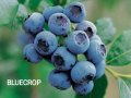 Боровинки(разсад) сортове BlueCrop, Duke, Chandler и Червена Боровинка, снимка 1 - Градински цветя и растения - 42411377
