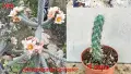 Градински студоустойчиви кактуси, снимка 7