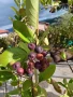 Арония фиданки, снимка 2