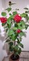 Китайска  роза, снимка 1 - Стайни растения - 44323008