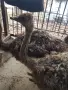 Чифт Африкански щрауси, снимка 2