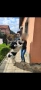 ПОДАРЯВАМ Каракачанска овчарка, снимка 3