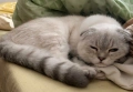 Шотлански късокосмести котета, снимка 4