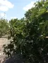Продавам смокини екологично чисти, снимка 2