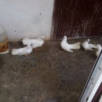 Бели гълъби старозагорски, снимка 4 - Гълъби - 31661069