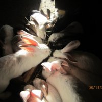зайци и патeшки яйца, снимка 6 - Патици и гъски - 42446270