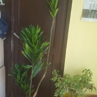 Голяма Драцена, снимка 1 - Стайни растения - 21113404