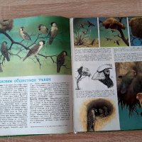 Детска енциклопедия за грабливите птици на Европа1990г, снимка 4 - Енциклопедии, справочници - 39370364