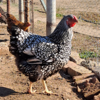 Катунски, Виандот, Голошийки, Селски кокошки , снимка 4 - Кокошки и пуйки - 44702289