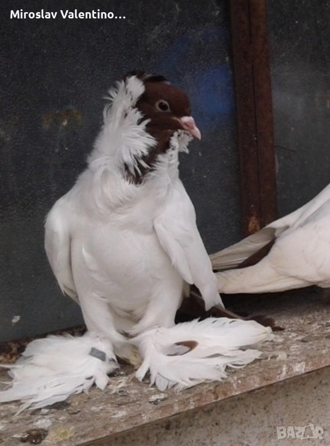 шмалкалденски монахини, снимка 1