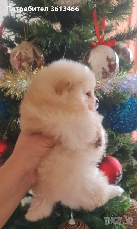 Мини мъжки померан , снимка 1