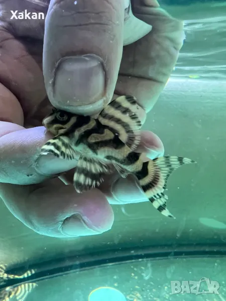 L 401-Rio Curua 5-6см последни 6бр, снимка 1