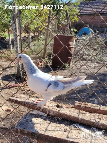 Турски гълъби за игра , снимка 1