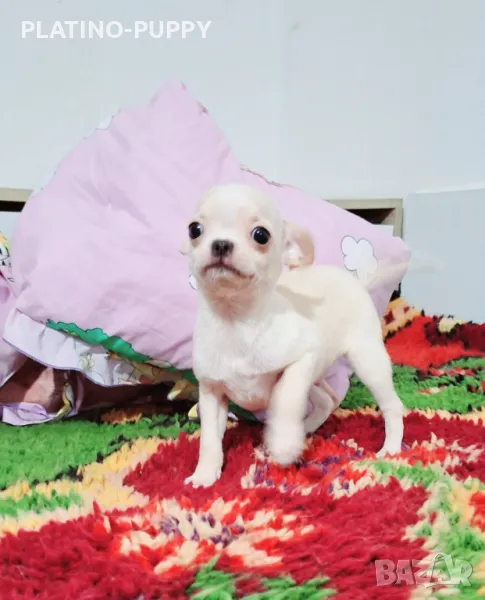 ЧИХУАХУА БЕБЕТА, снимка 1