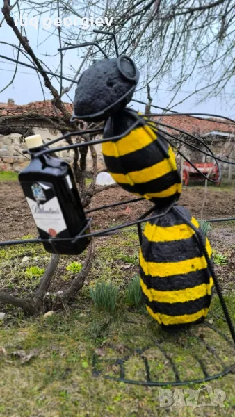 оса гигант, снимка 1