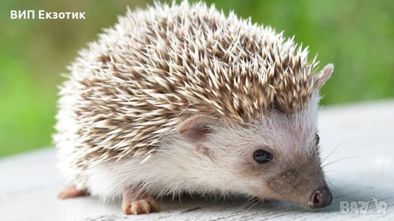 ПРОДАВА ДЕКОРАТИВЕН ТАРАЛЕЖ, снимка 1