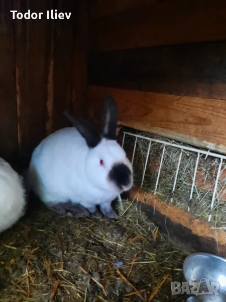 Продавам Калефорнийски  зайци , снимка 1