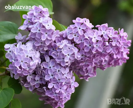 Резници Лилав Люляк, снимка 1