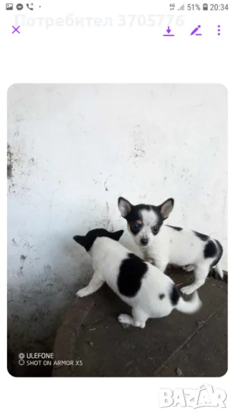 Чихуахуа ,чихупинчерчета джуджета, снимка 1