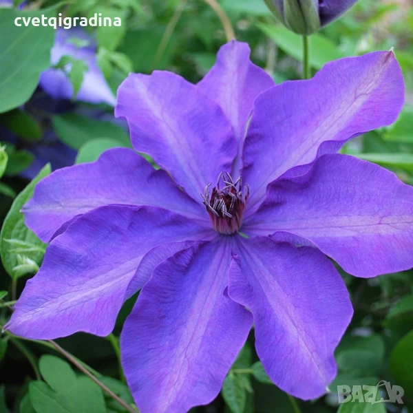 Clematis ‘The President’ (Клематис Президент), снимка 1