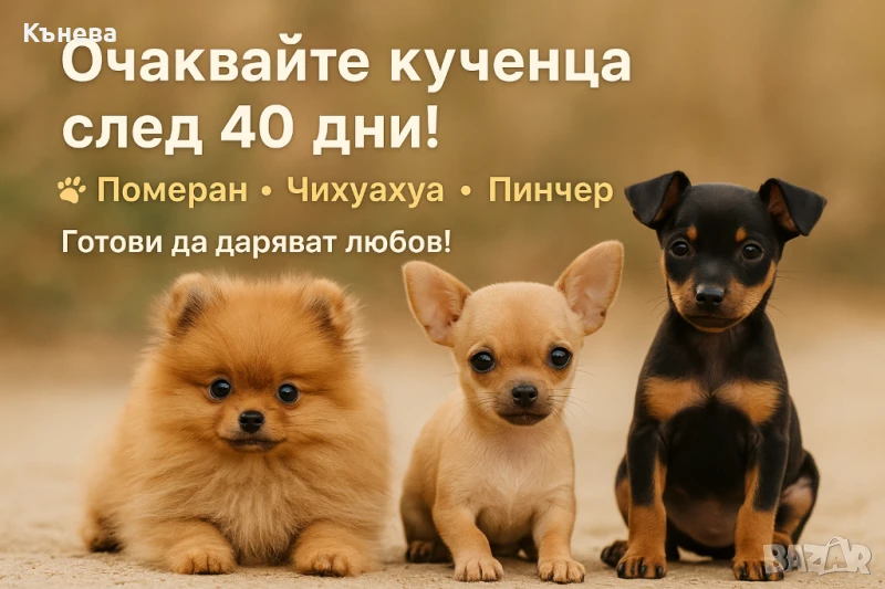 Продаваме кученца целогодишно, снимка 1