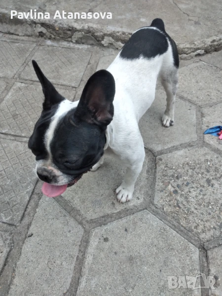 Продавам френски булдог , снимка 1