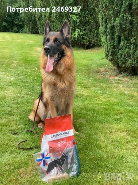 Немска овчарка Женска, снимка 1