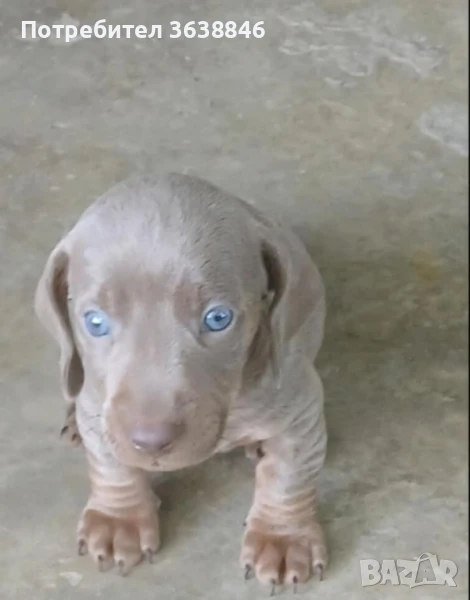 Дакел,мини дакел, снимка 1