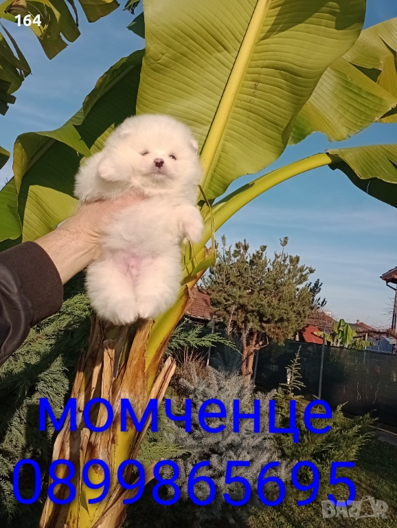 Померани. Мъжки и женски бели момичета., снимка 1